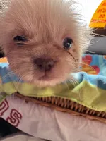 Bella , a female Shih Tzu for sale in Applegate, MI – 2 of 10