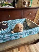 Boy 3 , a male Shih Tzu for sale in Applegate, MI – 4 of 6