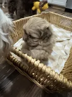 Luna, a female Shih Tzu for sale in Applegate, MI – 3 of 10
