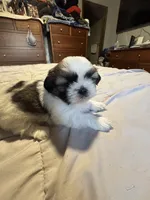 Girl 1 , a female Shih Tzu for sale in Applegate, MI – 2 of 10