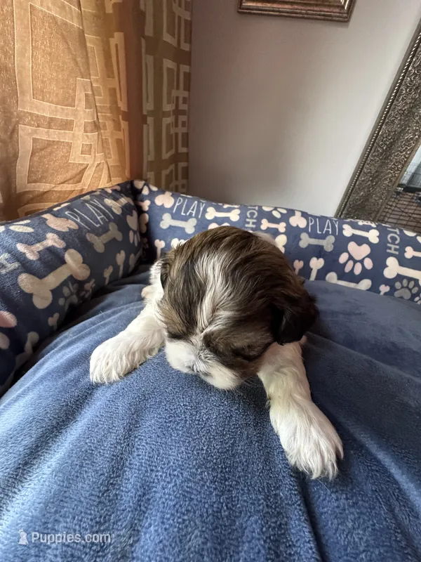 Boy 4  – Shih Tzu puppy for sale in Applegate, MI