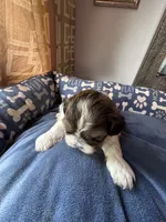 Boy 4 , a male Shih Tzu for sale in Applegate, MI – 1 of 4