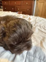 Chocolate Boy 1 , a male Shih Tzu for sale in Applegate, MI – 4 of 10