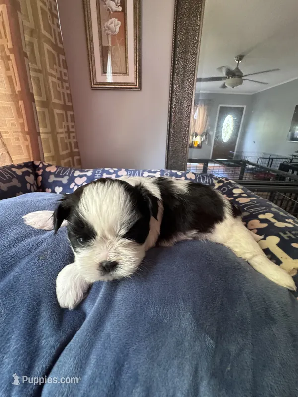 Girl 5  – Shih Tzu puppy for sale in Applegate, MI