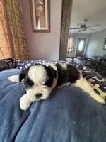 Girl 5 , a female Shih Tzu for sale in Applegate, MI – 1 of 6