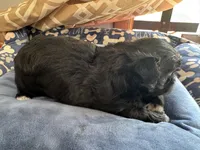 AKC Chloe , a female Shih Tzu for sale in Applegate, MI – 8 of 10