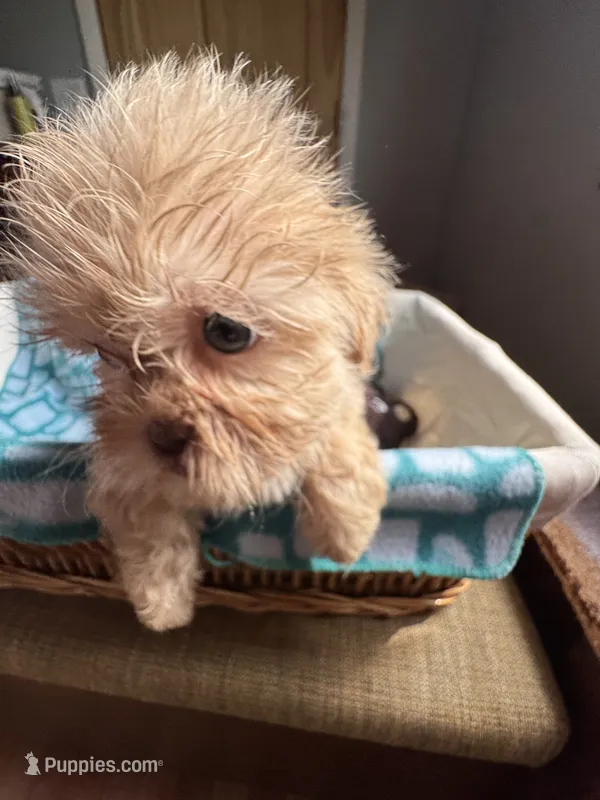 Girl 4 Starry  – Shih Tzu puppy for sale in Applegate, MI