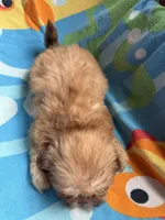Caramel , a female Shih Tzu for sale in Applegate, MI – 9 of 10