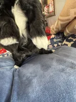 AKC Chloe , a female Shih Tzu for sale in Applegate, MI – 6 of 10