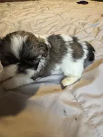 Girl 2, a female Shih Tzu for sale in Applegate, MI – 4 of 10