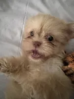 Rocky , a male Shih Tzu for sale in Applegate, MI – 7 of 10