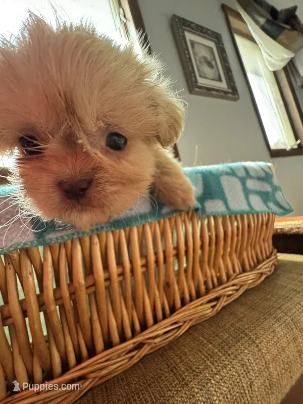 Girl 3  – Shih Tzu puppy for sale in Applegate, MI