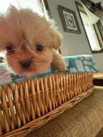 Girl 3 , a female Shih Tzu for sale in Applegate, MI – 1 of 10