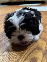 Fatboy , a male Shih Tzu for sale in Applegate, MI – 4 of 9