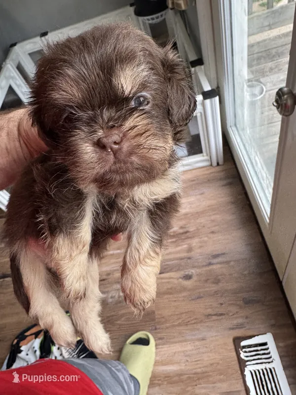 Chocolate boy 2  – Shih Tzu puppy for sale in Applegate, MI