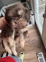 Chocolate boy 2 , a male Shih Tzu for sale in Applegate, MI – 1 of 2