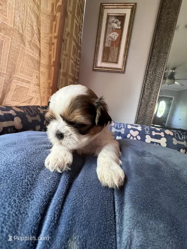 Girl 8  – Shih Tzu puppy for sale in Applegate, MI
