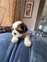 Girl 8 , a female Shih Tzu for sale in Applegate, MI – 1 of 4