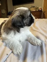 Girl 1 , a female Shih Tzu for sale in Applegate, MI – 4 of 10