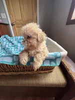 Girl 4 Starry , a female Shih Tzu for sale in Applegate, MI – 2 of 10