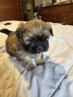 Daisy , a female Shih Tzu for sale in Applegate, MI – 5 of 10