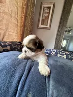 Girl 8 , a female Shih Tzu for sale in Applegate, MI – 2 of 4