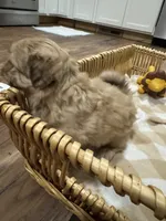 Luna, a female Shih Tzu for sale in Applegate, MI – 5 of 10