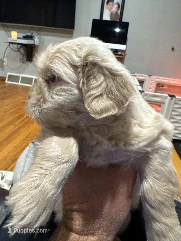 Apollo , a male Shih Tzu for sale in Applegate, MI – Photo 1 of 7