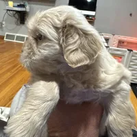 Apollo , a male Shih Tzu for sale in Applegate, MI – Photo 1 of 7