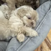 Apollo , a male Shih Tzu for sale in Applegate, MI – Photo 3 of 7