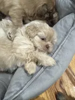 Apollo , a male Shih Tzu for sale in Applegate, MI – Photo 3 of 7