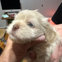 Apollo , a male Shih Tzu for sale in Applegate, MI – Photo 2 of 7