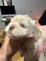 Apollo , a male Shih Tzu for sale in Applegate, MI – Photo 2 of 7