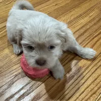 Apollo , a male Shih Tzu for sale in Applegate, MI – Photo 6 of 7