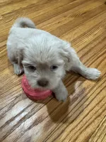 Apollo , a male Shih Tzu for sale in Applegate, MI – Photo 6 of 7