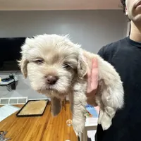 Apollo , a male Shih Tzu for sale in Applegate, MI – Photo 5 of 7