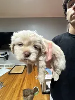 Apollo , a male Shih Tzu for sale in Applegate, MI – Photo 5 of 7