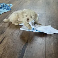 Apollo , a male Shih Tzu for sale in Applegate, MI – Photo 7 of 7