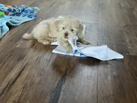 Apollo , a male Shih Tzu for sale in Applegate, MI – Photo 7 of 7