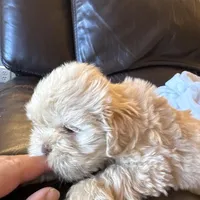 Apollo , a male Shih Tzu for sale in Applegate, MI – Photo 4 of 7