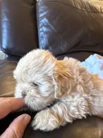 Apollo , a male Shih Tzu for sale in Applegate, MI – Photo 4 of 7