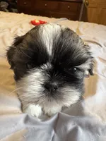 Girl 2, a female Shih Tzu for sale in Applegate, MI – 2 of 10