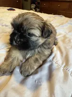 Daisy , a female Shih Tzu for sale in Applegate, MI – 6 of 10