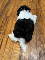 Fatboy , a male Shih Tzu for sale in Applegate, MI – 8 of 9
