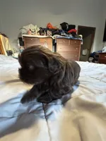 Chocolate Boy 1 , a male Shih Tzu for sale in Applegate, MI – 9 of 10
