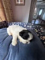 Girl 6 , a female Shih Tzu for sale in Applegate, MI – 2 of 5