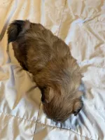 Daisy , a female Shih Tzu for sale in Applegate, MI – 2 of 10
