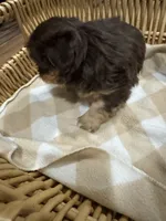 Stormy , a female Shih Tzu for sale in Applegate, MI – 7 of 10