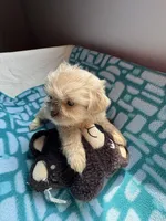 Girl 3 , a female Shih Tzu for sale in Applegate, MI – 5 of 10
