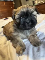 Daisy , a female Shih Tzu for sale in Applegate, MI – 3 of 10
